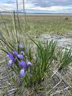 Image of Iris lactea Pall.