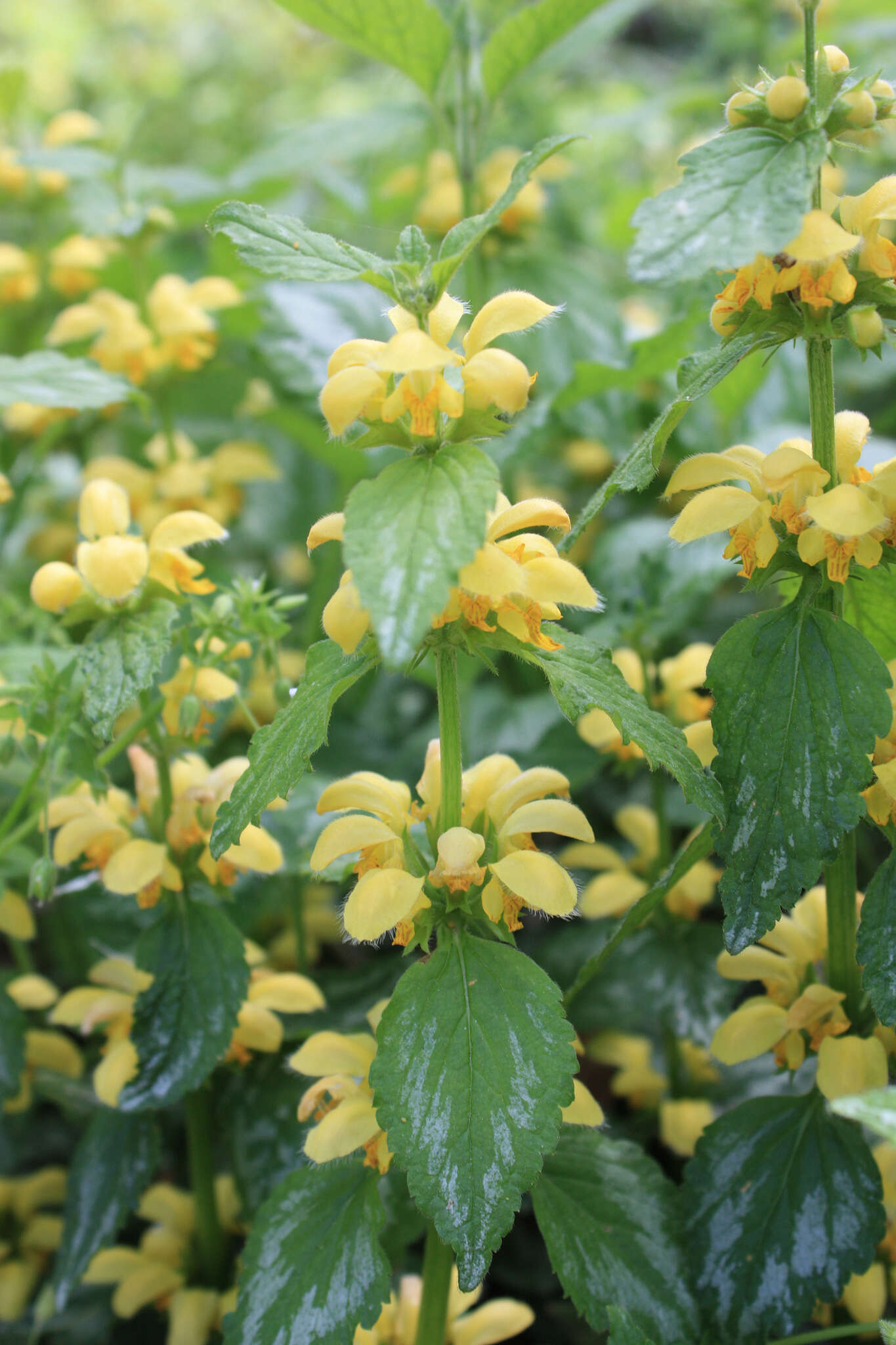 Image of Lamium galeobdolon subsp. argentatum (Smejkal) J. Duvign.