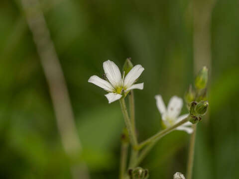 Image of Eremogone juncea (M. Bieb.) Fenzl