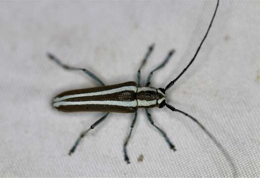 Image of Round-headed Apple Tree Borer