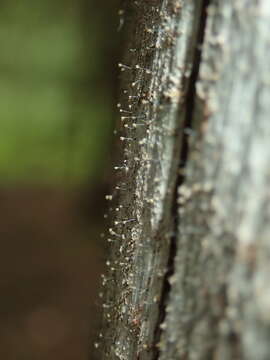 Image of needle lichen