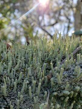 Image of Powdery peg lichen