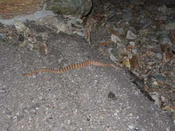 Image of Tiger Rattlesnake