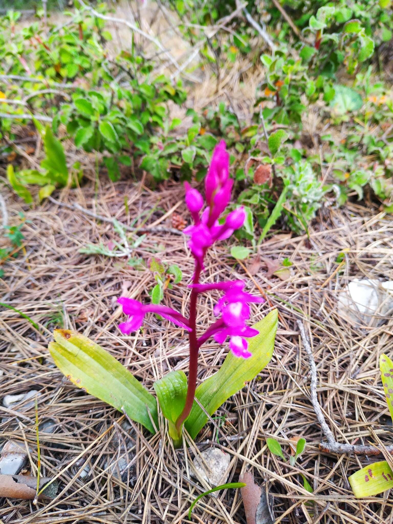 Image of Four-spotted Orchis