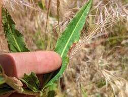 Rumex californicus Rech. fil. resmi