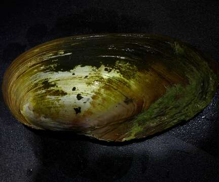 Image of duck mussel