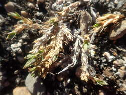 Image of Stellaria longipes subsp. longipes