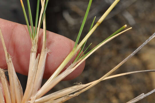 Image of Chionochloa australis (Buchanan) Zotov