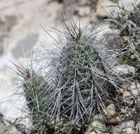 Image of Echinocereus parkeri subsp. gonzalezii (N. P. Taylor) N. P. Taylor