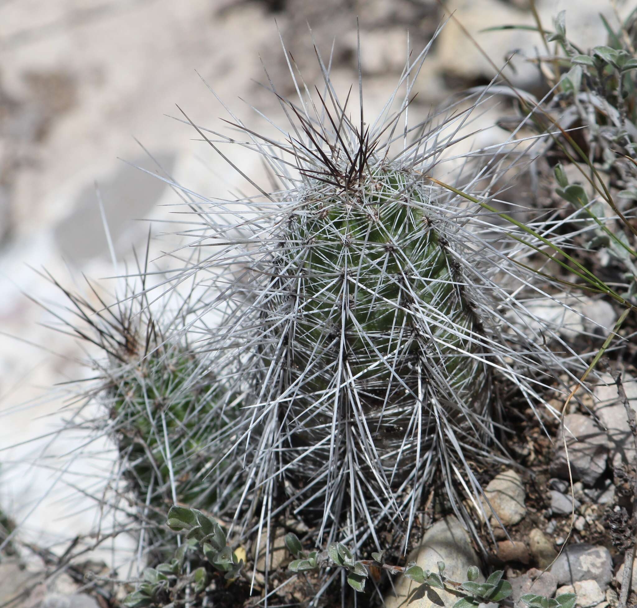 Image of Echinocereus parkeri subsp. gonzalezii (N. P. Taylor) N. P. Taylor