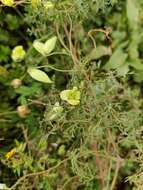 Image of Clematis aethusifolia Turcz.