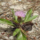 Klasea integrifolia (Vahl) Greuter resmi