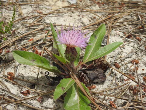 Image of Klasea integrifolia (Vahl) Greuter