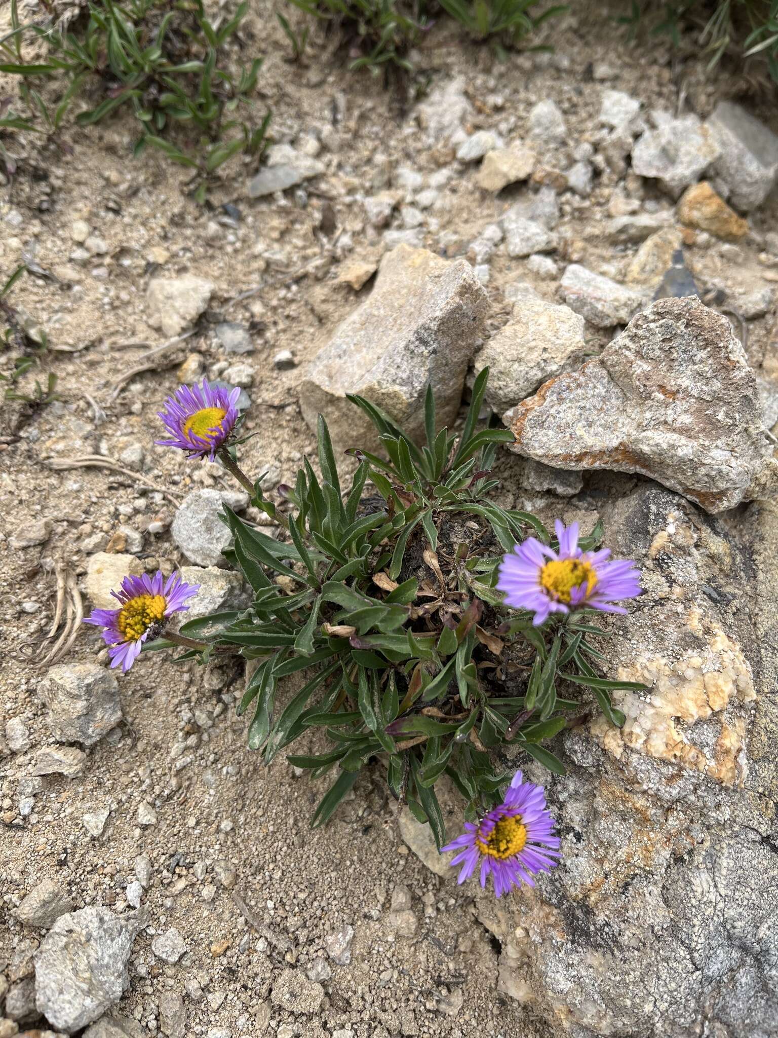 Image of rockslide yellow fleabane