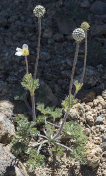 Anemone drummondii S. Wats. resmi