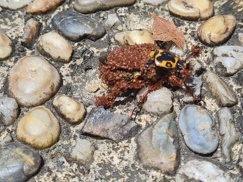 Imagem de Lyraphora obliquata (Westwood 1842)