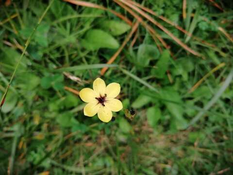 Image of Sisyrinchium conzattii Calderón & Rzed.