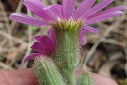 Senecio speciosus Willd. resmi