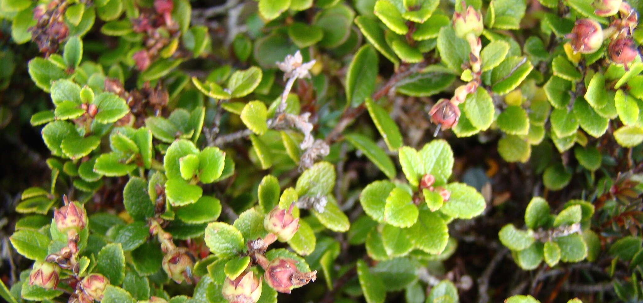 Image of Gaultheria crassa Allan