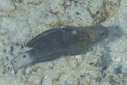 صورة Amblygobius phalaena (Valenciennes 1837)