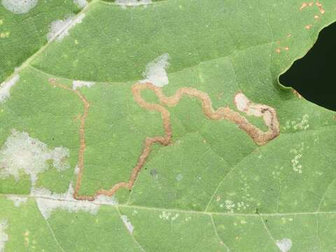 صورة Stigmella aceris (Frey 1857) Gerasimov 1952