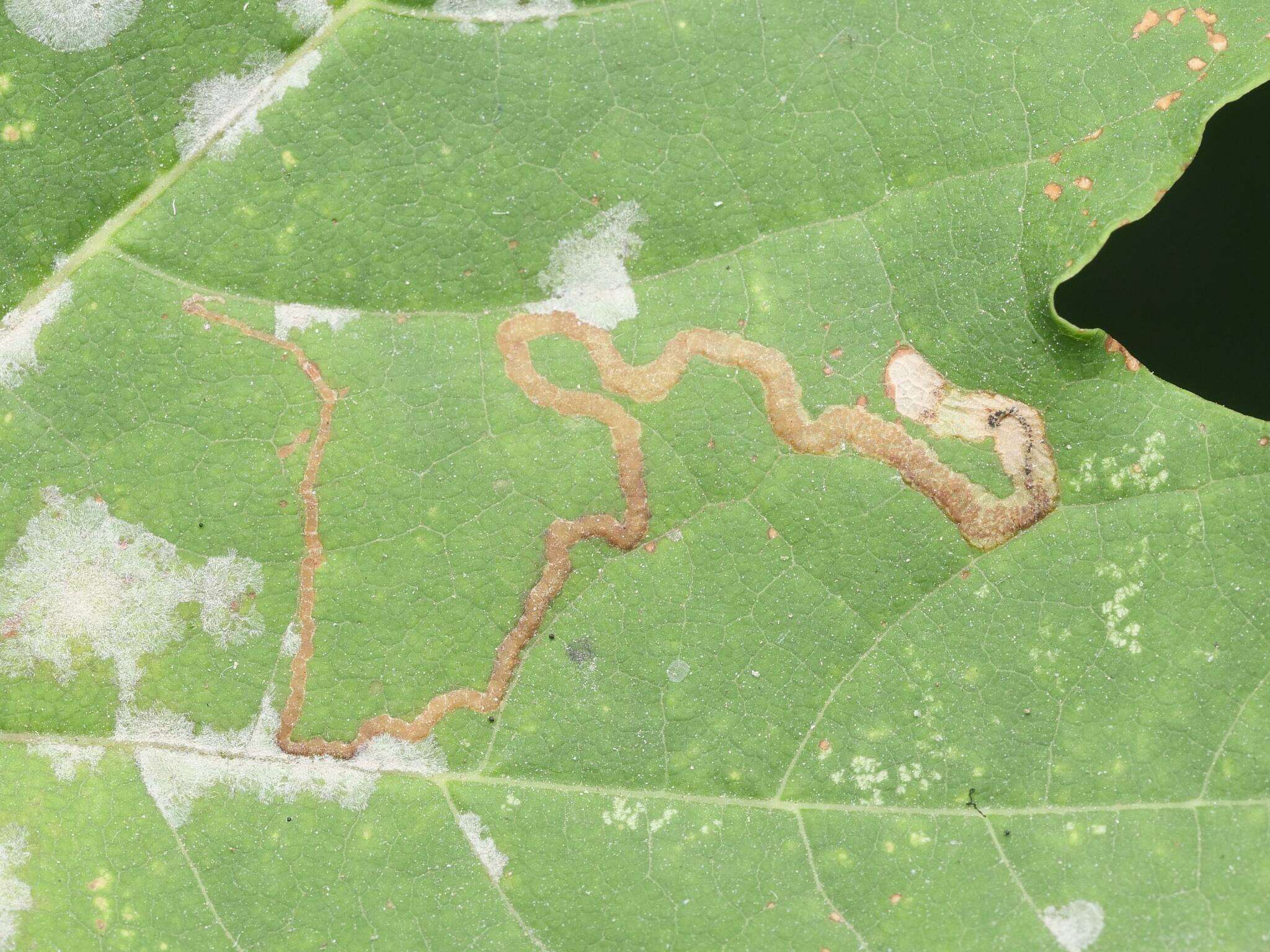 Image of Stigmella aceris (Frey 1857) Gerasimov 1952