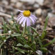 Image of <i>Erigeron <i>clokeyi</i></i> var. clokeyi