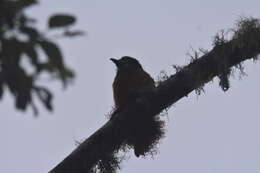 Image of Hapaloptila Sclater & PL 1881