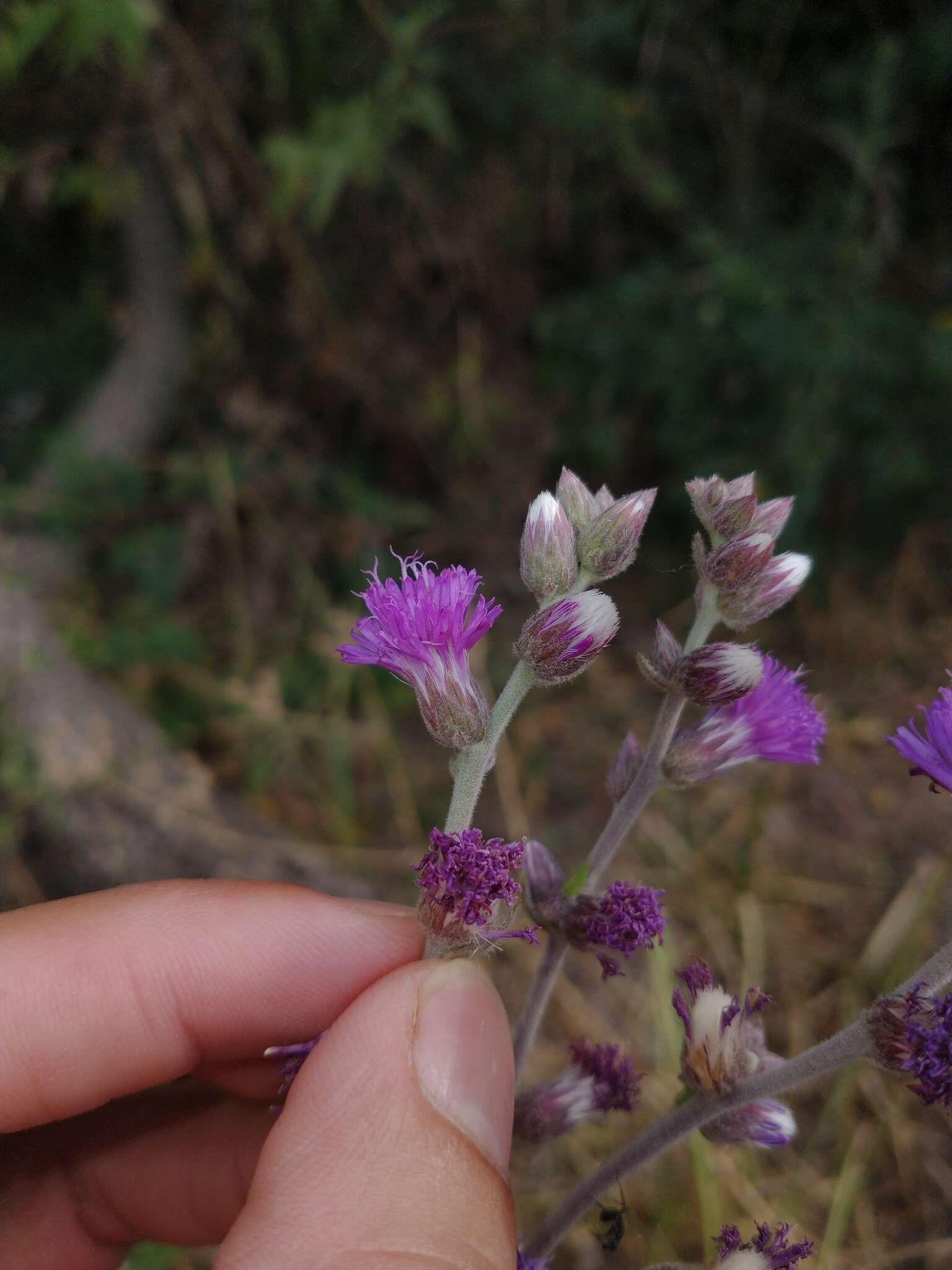 Слика од Chrysolaena cognata (Less.) Dematt.