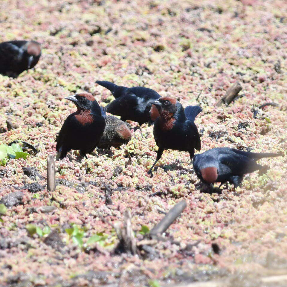 Image of Chestnut-capped Blackbird