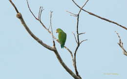 Image of Cobalt-winged Parakeet