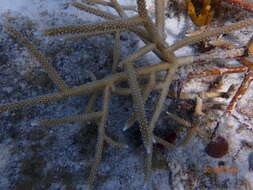 Image of Staghorn Coral