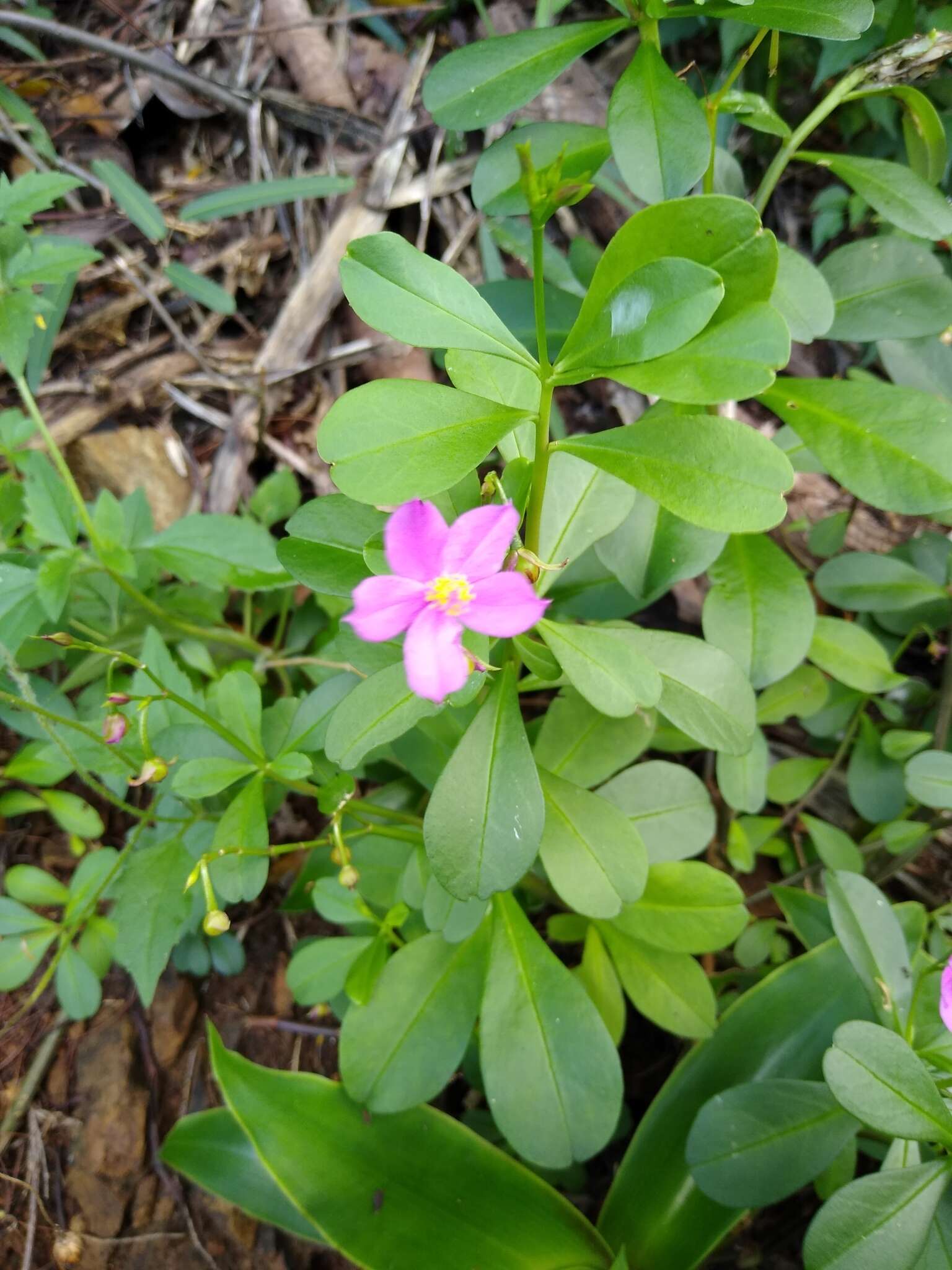 Image of Ceylon spinach