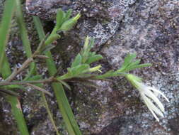 Image of Anthocercis angustifolia F. Müll.