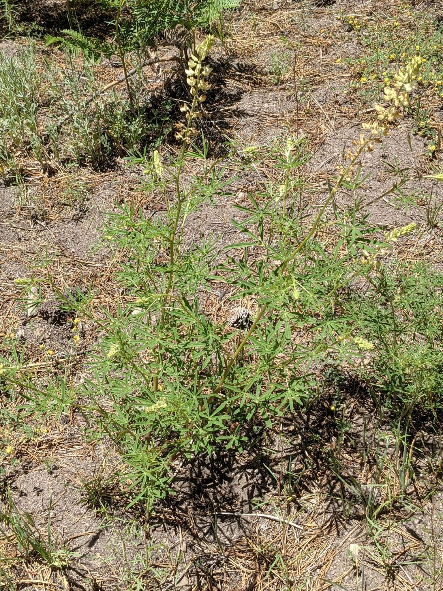 Sivun Lupinus andersonii S. Watson kuva