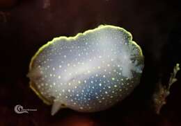 Image of white Atlantic cadlina