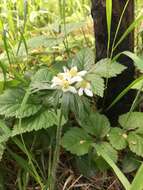 Imagem de Anemonastrum narcissiflorum subsp. crinitum (Juz.) Raus