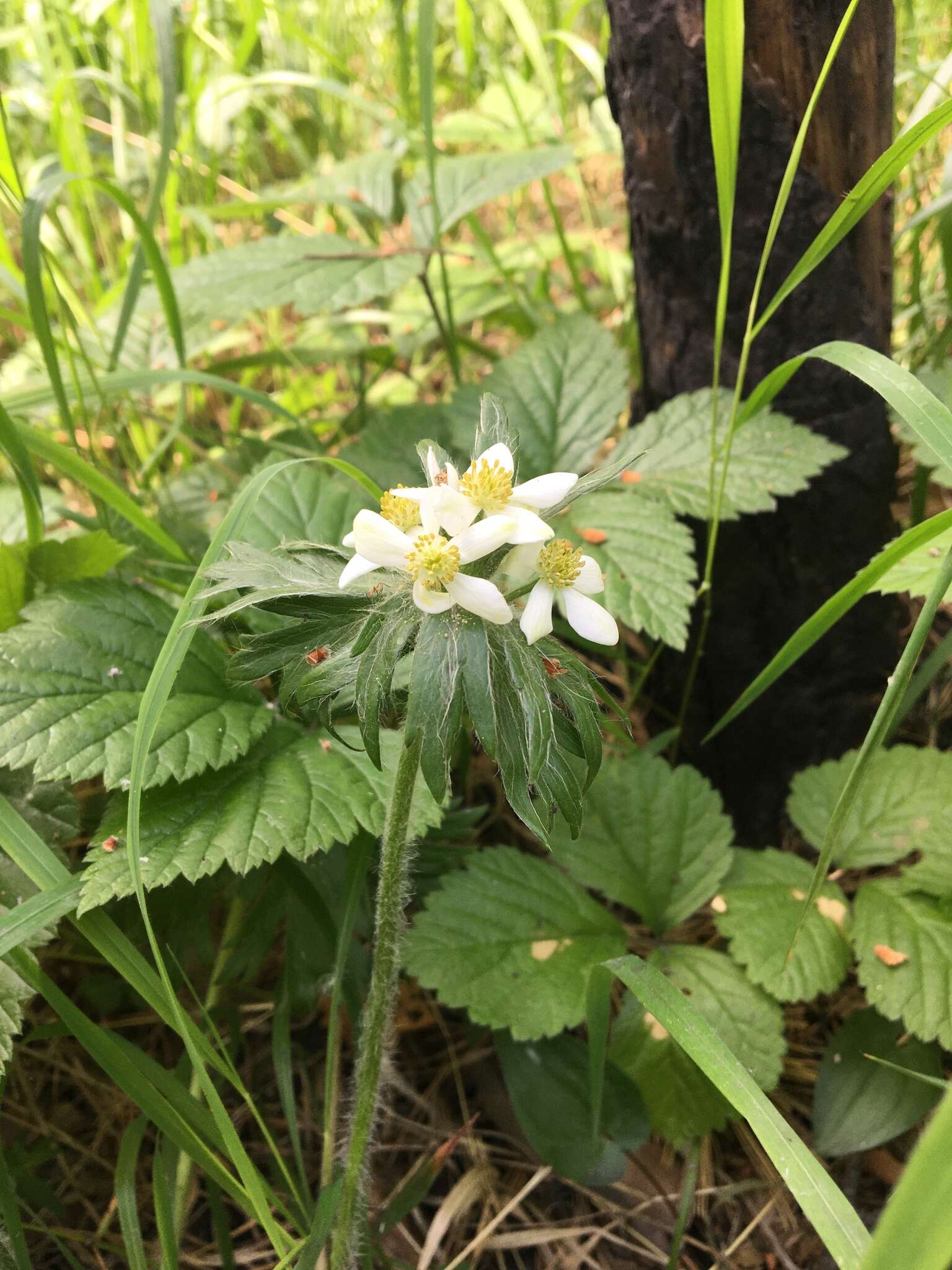 Imagem de Anemonastrum narcissiflorum subsp. crinitum (Juz.) Raus