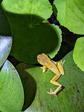 Sivun Dendropsophus carnifex (Duellman 1969) kuva