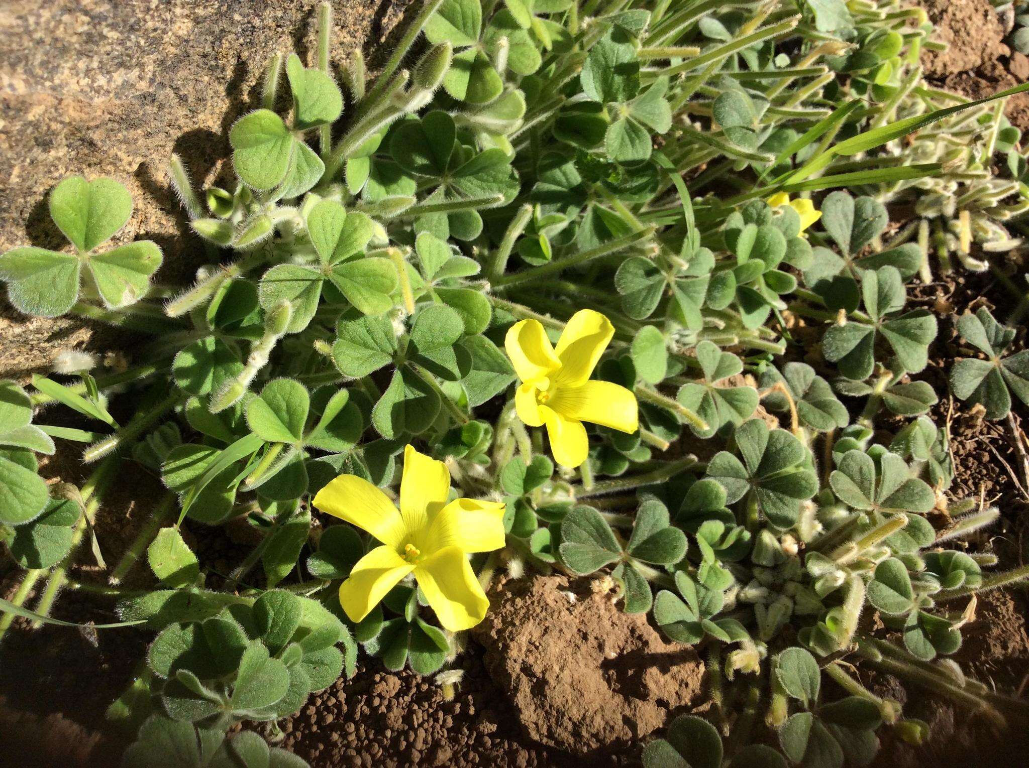 Image of Oxalis lasiorrhiza Salter