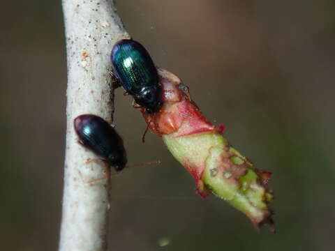 صورة Crepidodera violacea F. E. Melsheimer 1847