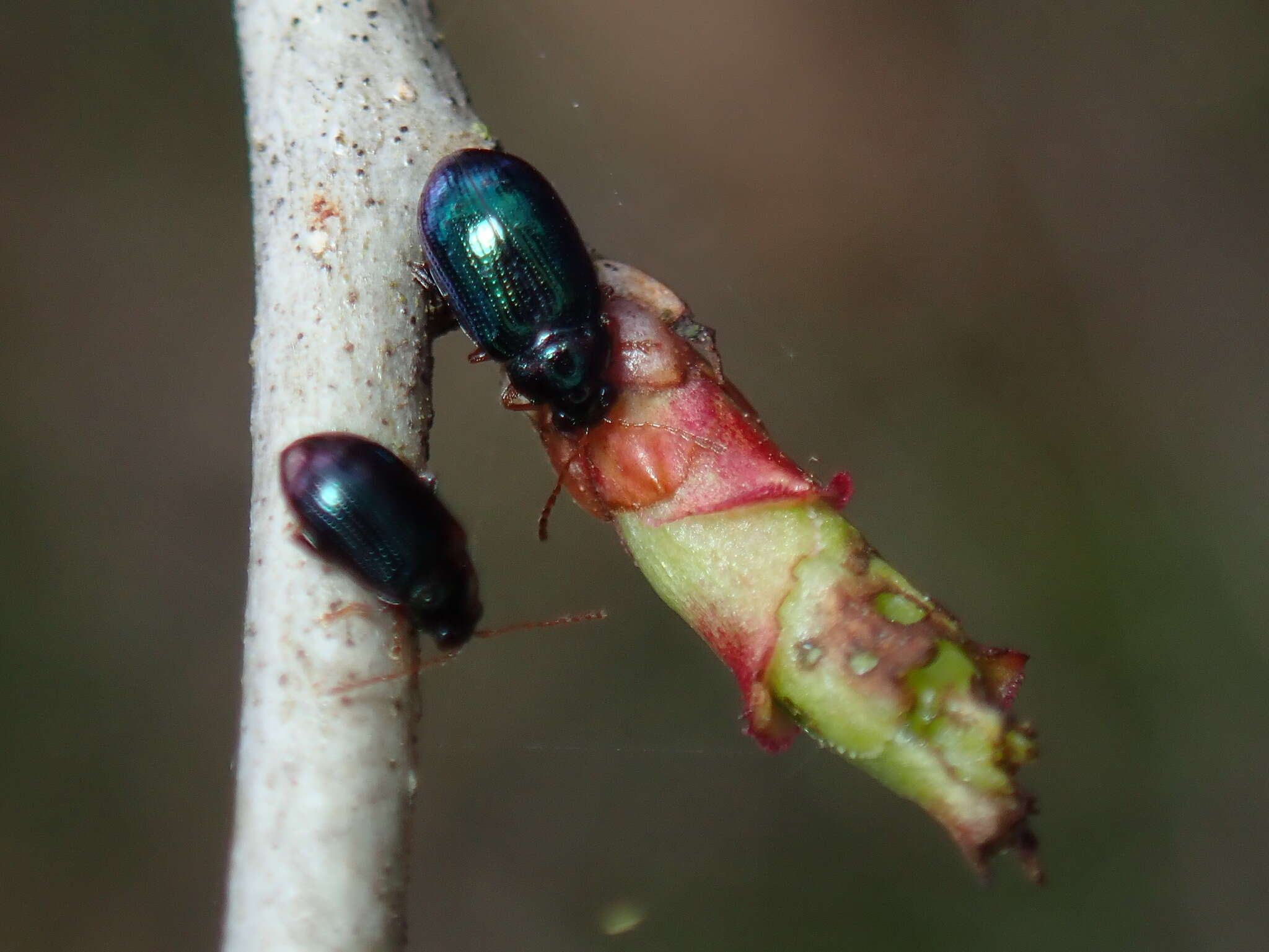 صورة Crepidodera violacea F. E. Melsheimer 1847