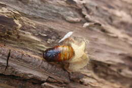 Слика од Calliteara pudibunda Linnaeus 1758