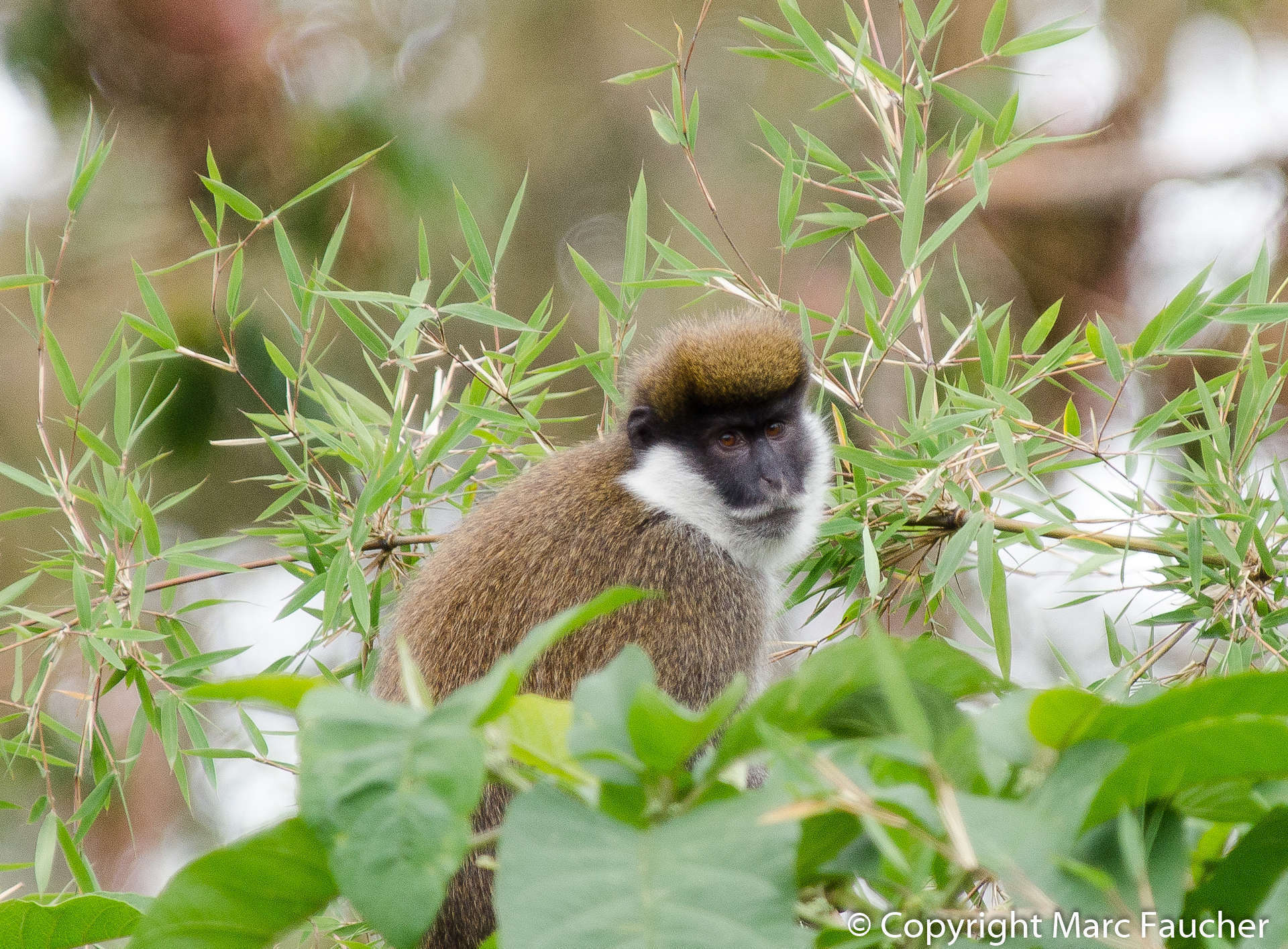 Image of Bale Monkey