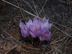 Image of Colchicum bivonae Guss.