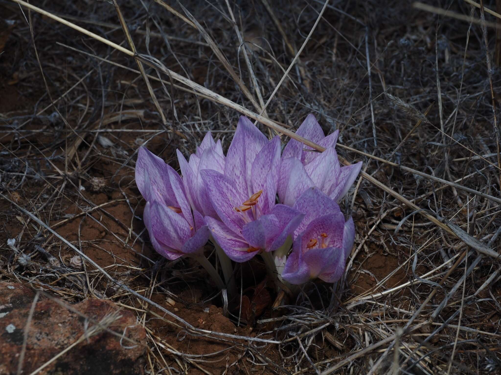 Image of Colchicum bivonae Guss.