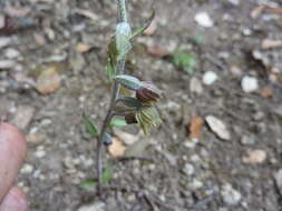 Image of Small-leaved Helleborine