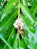 Imagem de Alpinia shimadae Hayata