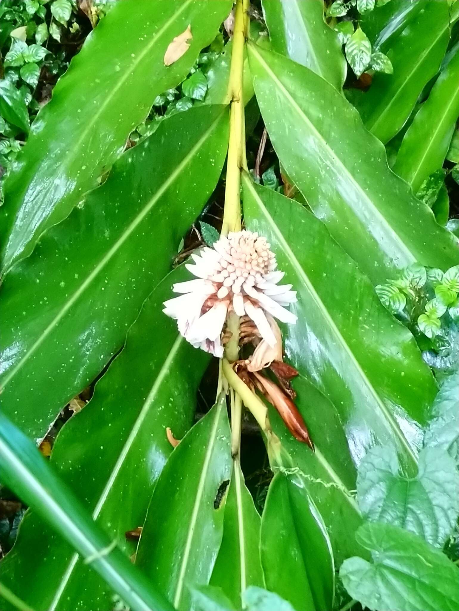 Imagem de Alpinia shimadae Hayata