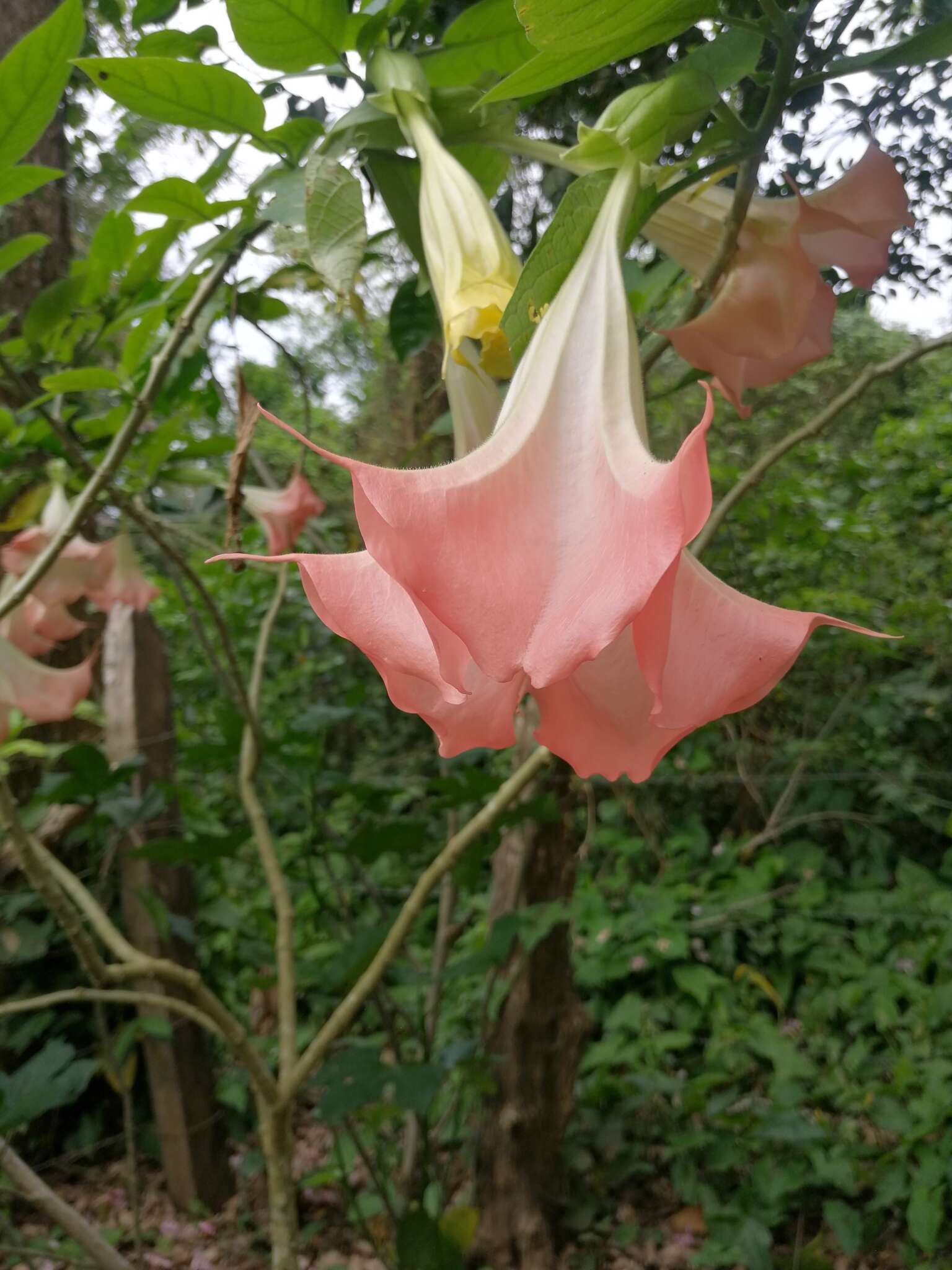 Image de Brugmansia insignis (Barb-Rodr.) T. E. Lockwood ex E. Wade Davis